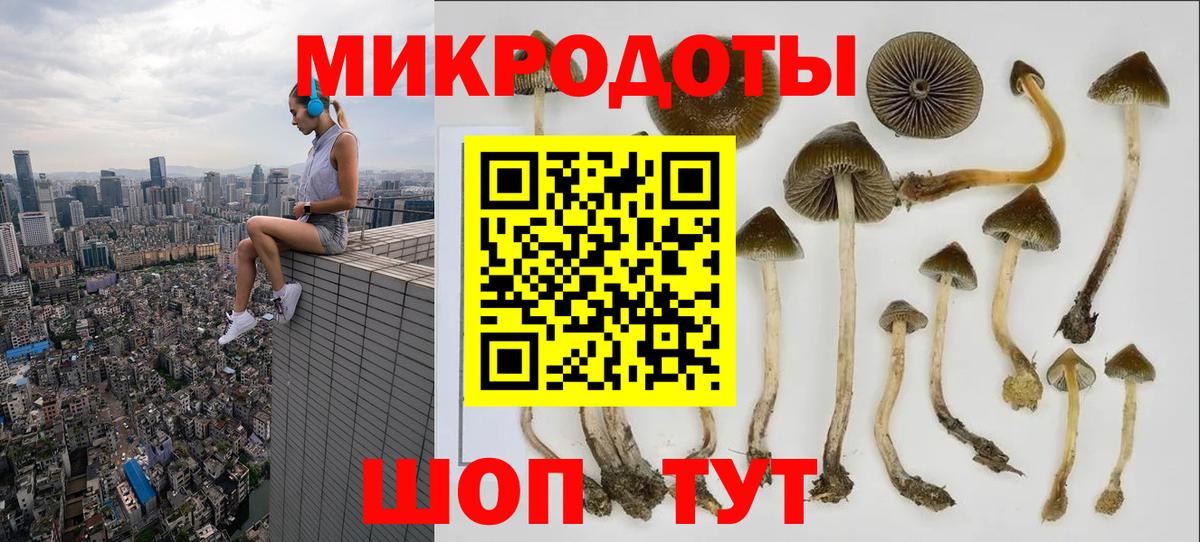 Галлюциногенные грибы Psilocybe Камышин